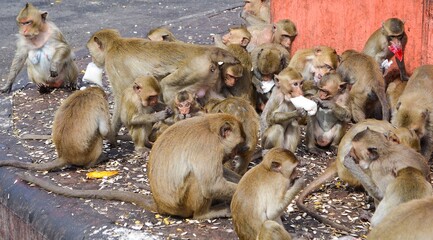 Group of monkeys scramble to eating food.