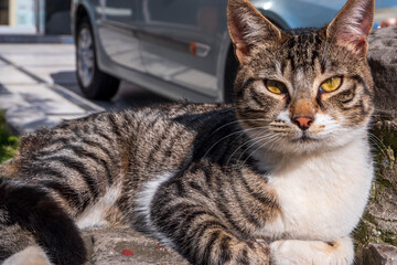 cat is sitting on the sidewalk