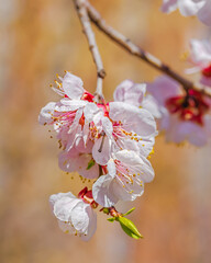 Apricot blossom in april on a transparent spring day in bright sunlight