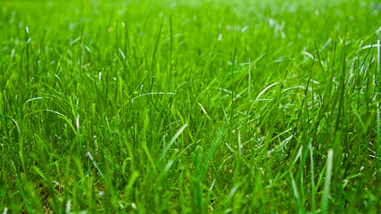 Grass background green field. Focus is on the front and back.