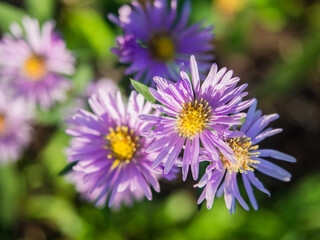 Purple flowers in the morning