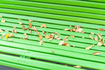 Green bench in the park dry leaves in the park in the fall