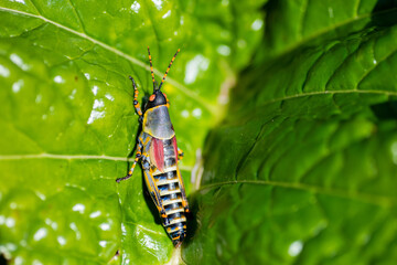 Naklejka premium Close up shot of grasshopper on green leaf