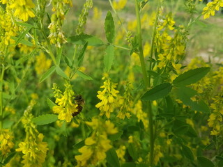 bee collects pollen from yellow flower