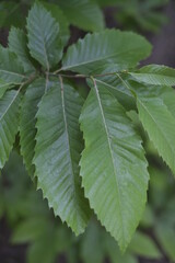 leaves of a beach tree