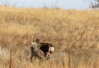 Mule Deer Buck and Doe During the Fall Rut