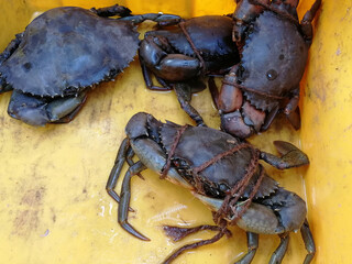 Fresh sea crab in the Indian seafood market, close up, top view