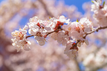 Apricot blossom in april on a transparent spring day in bright sunlight