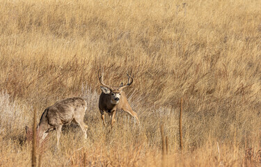 Mule Deer Buck and Doe During the Fall Rut