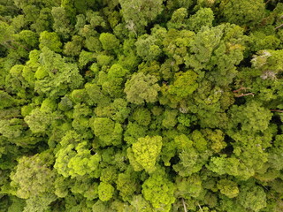 Forest view from drone