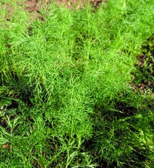 sprouting dill in the vegetable garden close-up