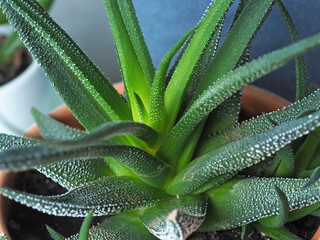 close-up of the Haworthia succulent in a pot. Home unpretentious plant