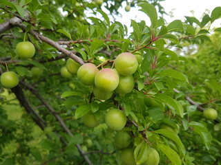 green plum on a plum tree