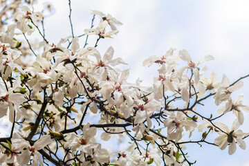 White magnolia blooming in spring. Natural background