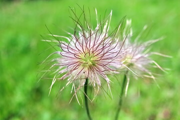 Flower, pulsatilla, close-up, spring. Pasque-flower.