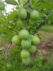 green plum on a plum tree