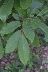 close up of green leaves beach tree
