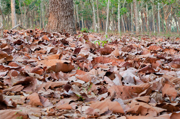 Dry leaves fall in the forest.