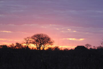 sunset in the savanna