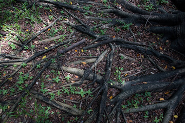 close up of root of big tree that hit the sun.