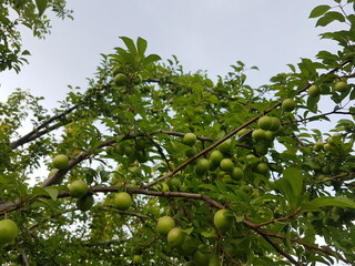green plum on a plum tree