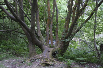 trees in the forest