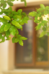 Fresh green Bay leaf plant, close up. Bay laurel Bush ( Laurus nobilis, Lauraceae ), close up on tree, bright green color, free space fore text,vertical. blurred background