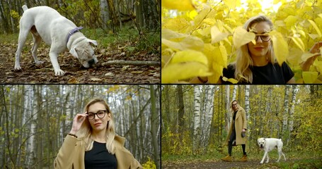 Multi-shot of a blonde woman with glasses, who walks with a dog in the autumn forest among yellow leaves. She is posing, smiling, wearing a beige coat. The dog is playing with a stick.