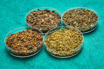 samples of seaweed diet supplements (bladderwrack, sea lettuce, wakame and Irish moss) - healthy eating and nutrition concept