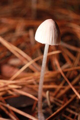 mushroom in the forest