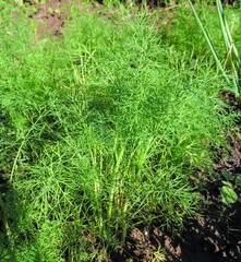 sprouting dill in the vegetable garden close-up