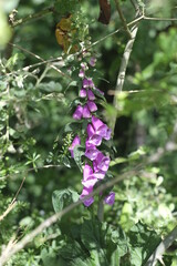 Foxglove flower in the woods