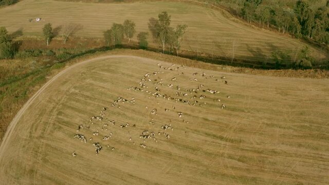 sheep graze in a field next to the kibbutz Beit Zera in Israel. Aerial shot in the light of the evening sun. UHD video