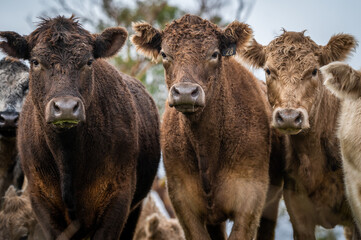 Beef cows and calves grazing on grass in south west victoria, Australia. eating hay and silage....