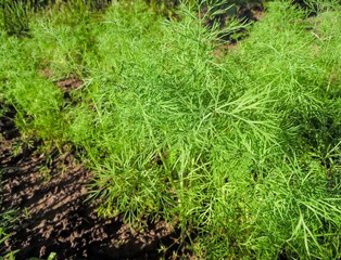 sprouting dill in the vegetable garden close-up