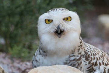 Aggressive Snowy Owl