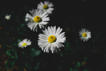 chamomile in the garden 