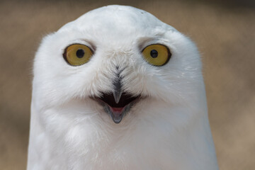 Snowy Owl Portrait