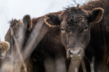 Beef cows and calves grazing on grass in south west victoria, Australia. eating hay and silage....