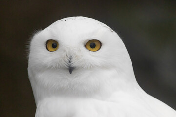 Wary Snowy Owl