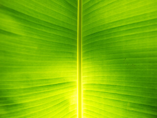 
Beautiful green banana leaves