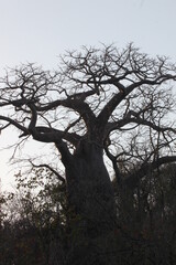 Fototapeta na wymiar Africa tree