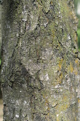 tree bark texture