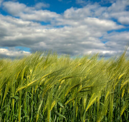 Obraz premium Rye spikelets closeup agriculture field with blue sky