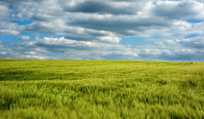 Fototapeta premium Rye spikelets closeup agriculture field with blue sky