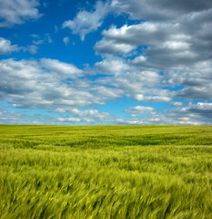 Fototapeta premium Rye closeup on agriculture field with blue cloudly sky