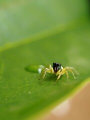 spider on leaf