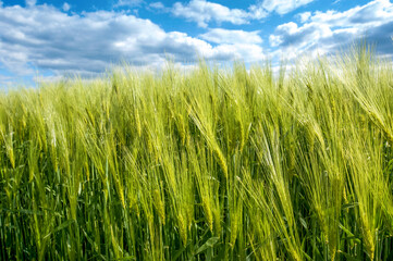 closeup of Rye spikelets with blue cloudly sky