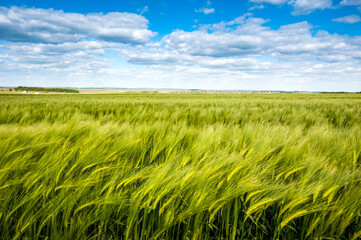 Field of green rye, cereal, in the wind against the cloudy sky