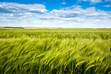 Foto auf Acrylglas Field of green rye, cereal, in the wind against the cloudy sky © pavlobaliukh